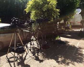 Close-up view of tree