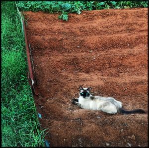 High angle view of cat sitting on grass