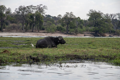 View of a horse in the water