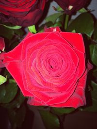 Close-up of pink rose blooming outdoors