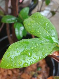 Close-up of raindrops on leaf