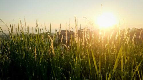 View of field at sunset