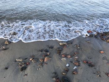 High angle view of crab on beach