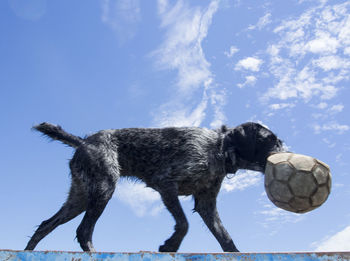 Low angle view of dog on ball against sky