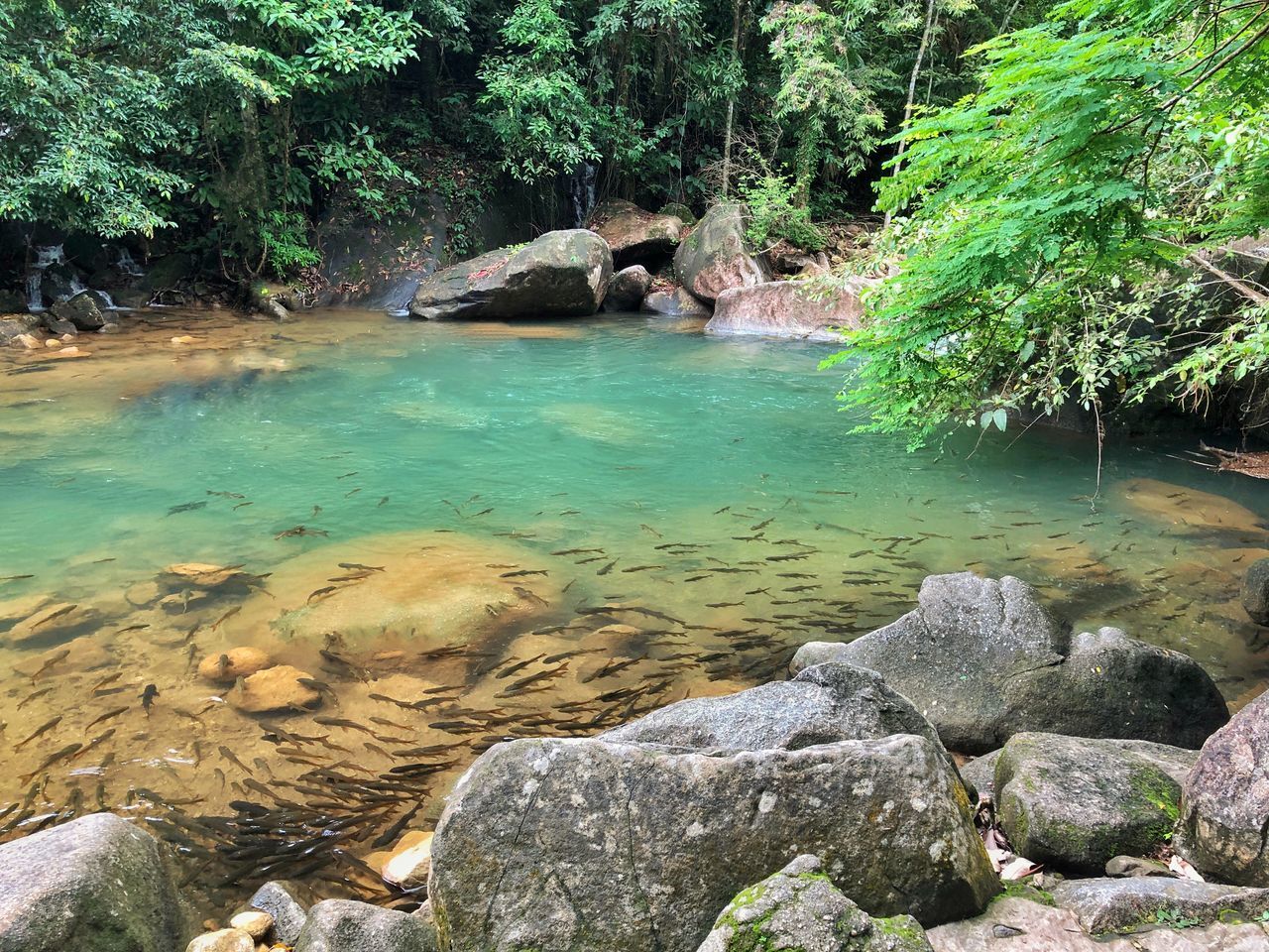 VIEW OF STREAM FLOWING THROUGH ROCKS