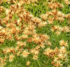Close-up of grass