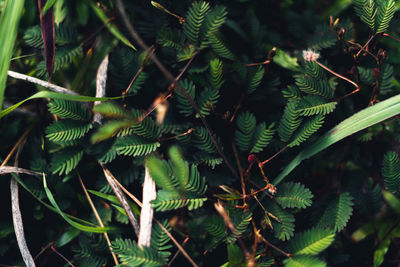 Close-up of pine tree