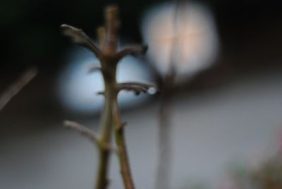 Close-up of barbed wire on fence