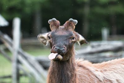 Close-up portrait of a horse