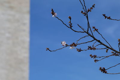 Low angle view of bird perching on tree against clear blue sky