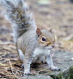 Close-up of squirrel on rock