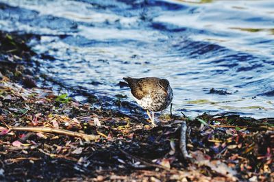 Close-up of bird perching on a land