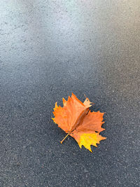 High angle view of autumn leaf on wet street
