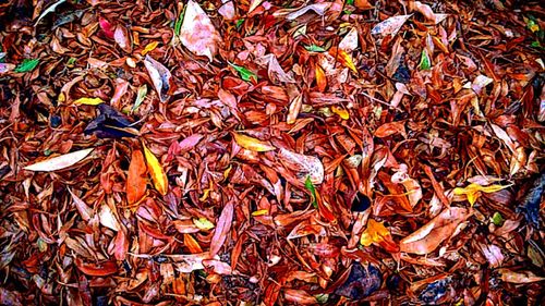 Full frame shot of autumn leaves
