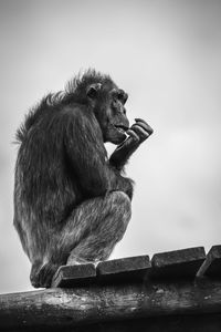 Low angle view of sitting on wood against sky