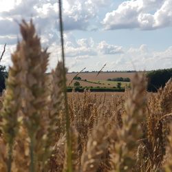 Crops growing on field against sky