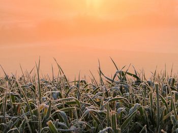 Close-up of grass against sunset