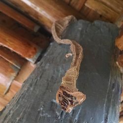 Close-up of wooden door