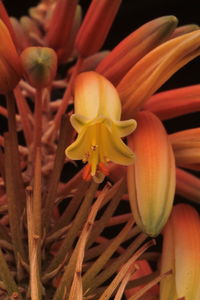 Macro shot of yellow flowers