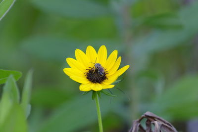 Close-up of bee pollinating on flower