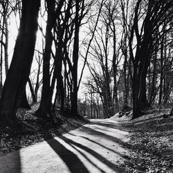 Bare trees in forest