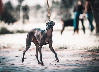 Dog on land