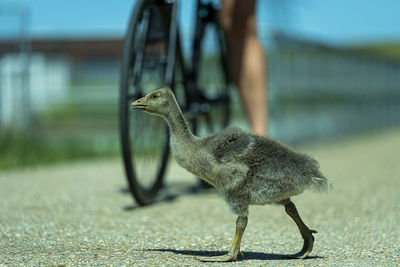 Side view of a bird