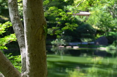 Close-up of tree trunk against blurred background