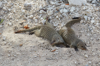 Banded mongoose in etosha national park