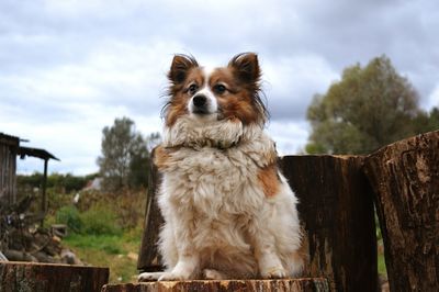 Portrait of a dog