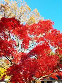 Low angle view of maple tree against sky