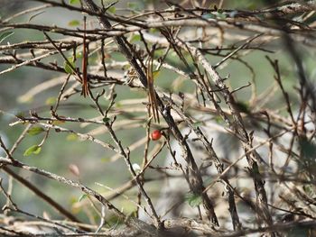 Bird perching on a tree