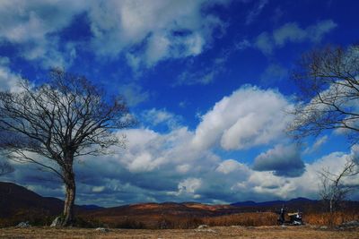 Bare tree on field against sky