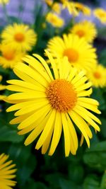 Close-up of yellow flowering plant