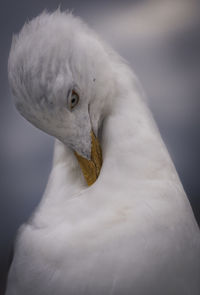 Seagull clean itself 