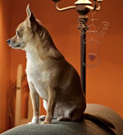 Dog sitting on sofa at home