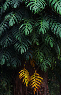 Low angle view of palm tree leaves