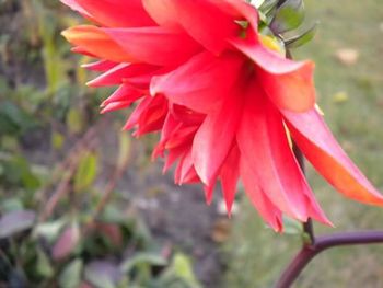 Close-up of red flowers