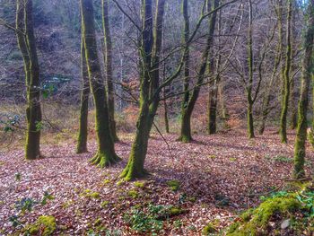 Trees in forest