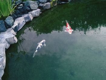 High angle view of swan swimming in lake