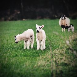 Sheep on grassy field