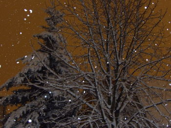 Close-up of frozen bare tree at night