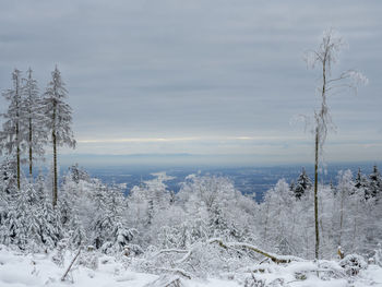 Snow covered land and trees against sky