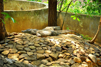 Stone wall of a rock