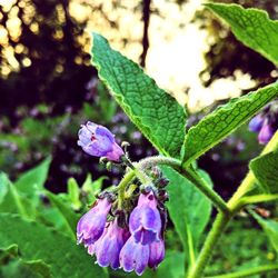 Close-up of purple flower