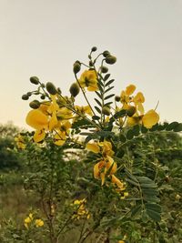 Close-up of yellow flowers against clear sky