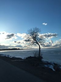 Bare tree by sea against sky