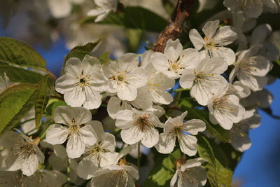 Close-up of white flowering plants