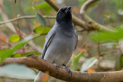 Close-up of bird perching on branch