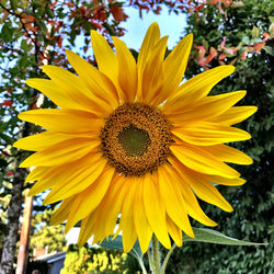 Close-up of sunflower